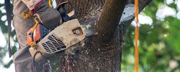 Best Fruit Tree Pruning  in Guthrie Center, IA