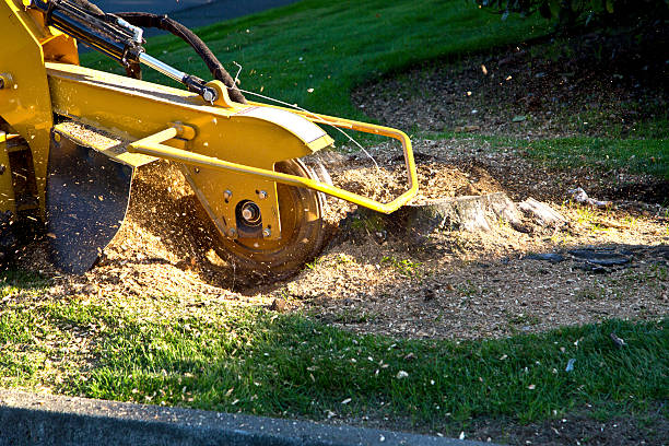 Best Root Management and Removal  in Guthrie Center, IA