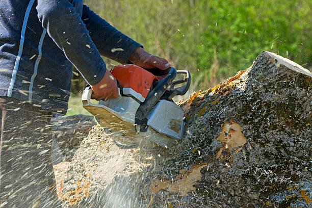 Best Utility Line Clearance  in Guthrie Center, IA