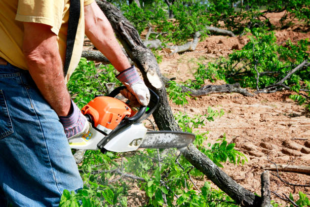 How Our Tree Care Process Works  in  Guthrie Center, IA